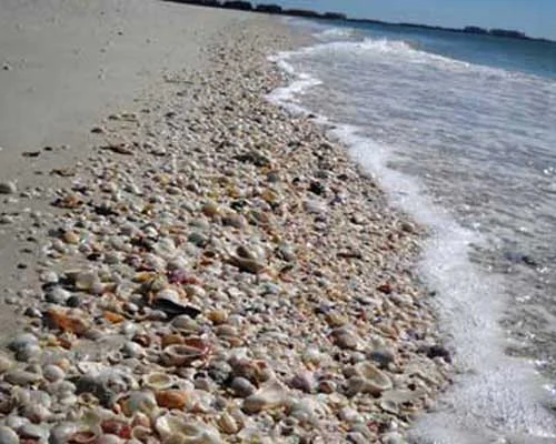 A beach covered in shells